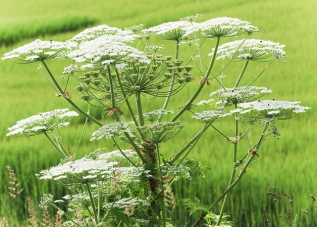 Fleur : Berce du Caucase