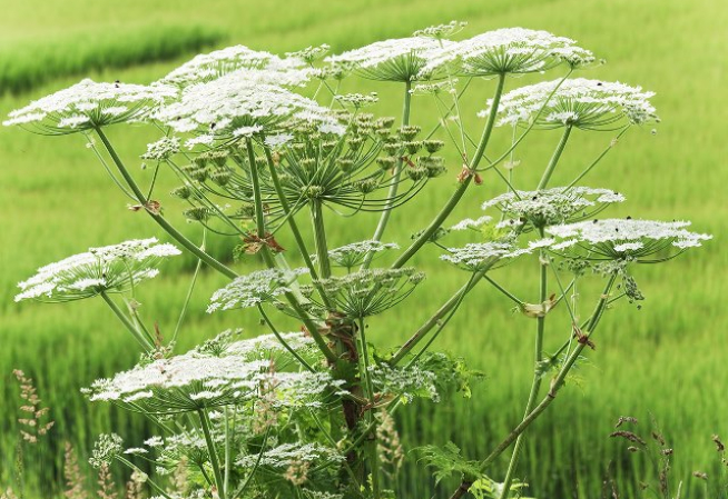 Fleur : Berce du Caucase