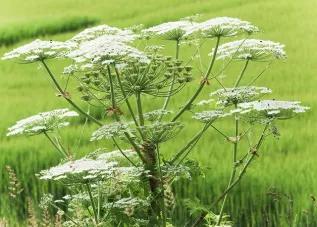 Fleur : Berce du Caucase