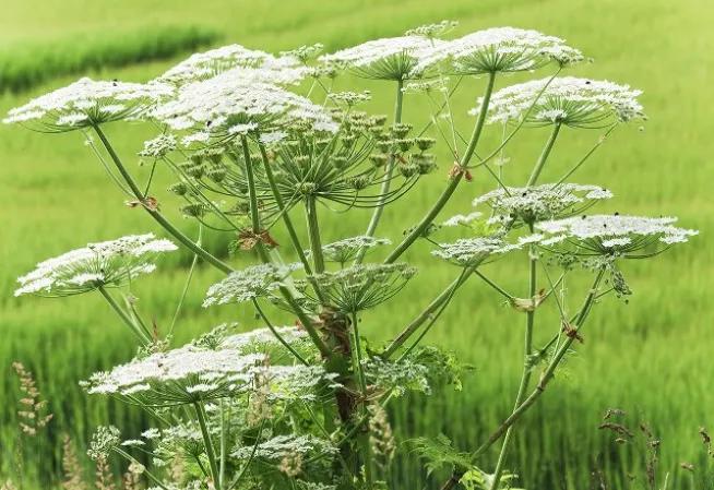 Fleur : Berce du Caucase